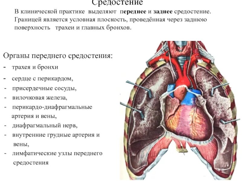 Строение и функции средостения. В средостении расположены. Непарная вена и полунепарная вены. В средостении расположены. Средостение в рентгеновском изображении (схема).