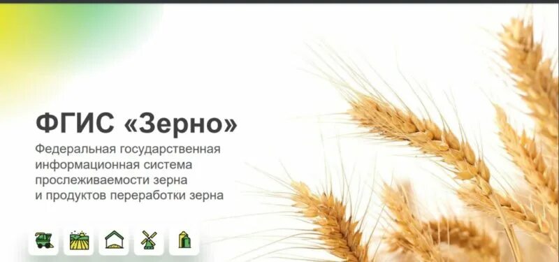 Колос тритикале. Пшеница зерно. Пшеница россыпь. Фгис зерно пшеница. Фгис зерно пшеница.
