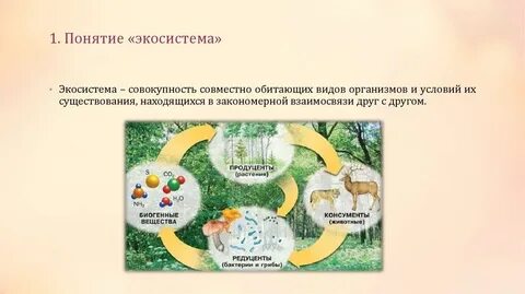 Биосистема экосистема