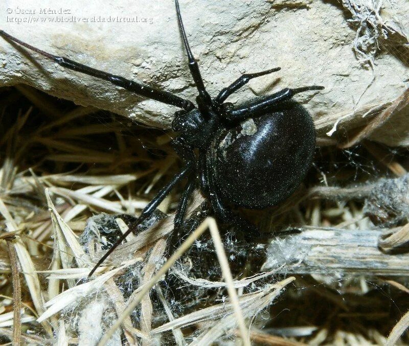 Гнездо каракурта. Каракурт паук. Каракурт Latrodectus tredecimguttatus (Rossi, 1790. Гнездо паука каракурта.