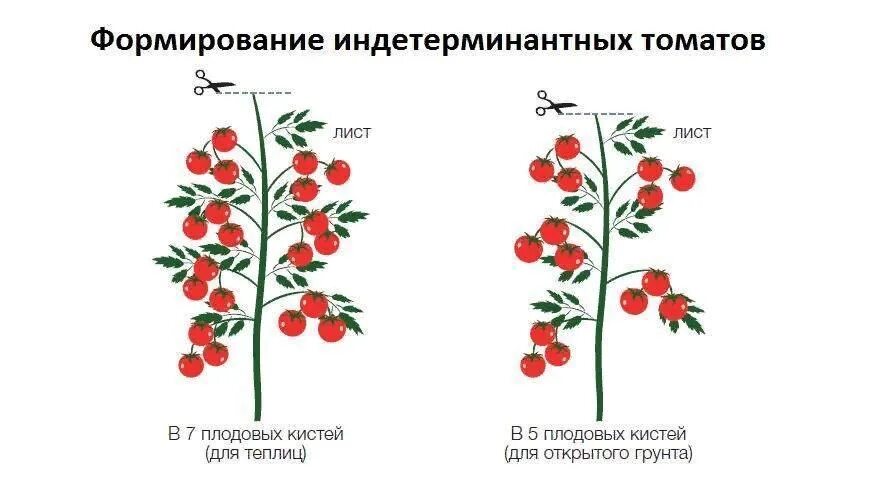 Формирование помидоров в теплице в два стебля. Помидоры индетерминантные формирование. индетерминантный томат высота куста. томат индетерминантный формирование куста. схема формирования индетерминантных томатов.