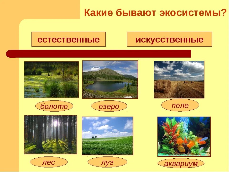 Разнообразие природных сообществ 5 класс пасечник. Природные экосистемы. Естественные и искусственные экосистемы. Природные агроситсемы. Естественные (природные) экосистемы.