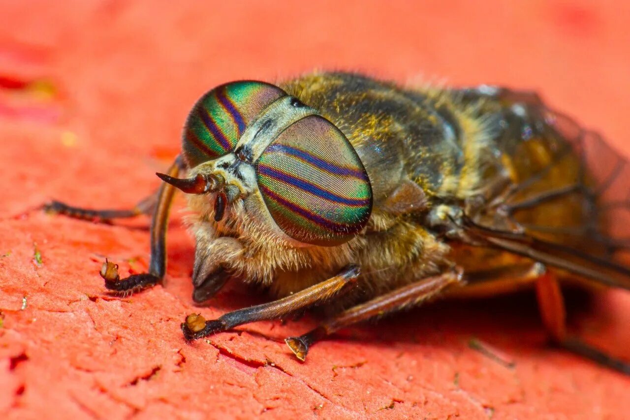 Слепни (tabanidae). Слепень tabanus bovinus. Муха слепень. Овод насекомое. Слепень tabanus bovinus.