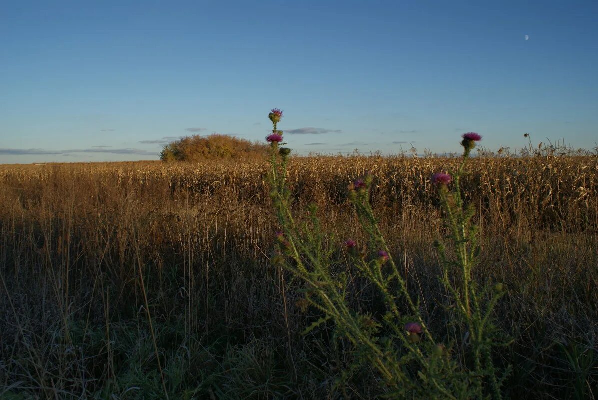 неиспользуемые сельскохозяйственные земли. кинуть поле. кинуть поле. поля брянской области. заброшенные поля в россии.
