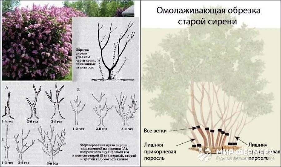 Формировка куста сирени. Сирень Мейера ветки. Формировка венгерской сирени. Формирование куста сирени схема.