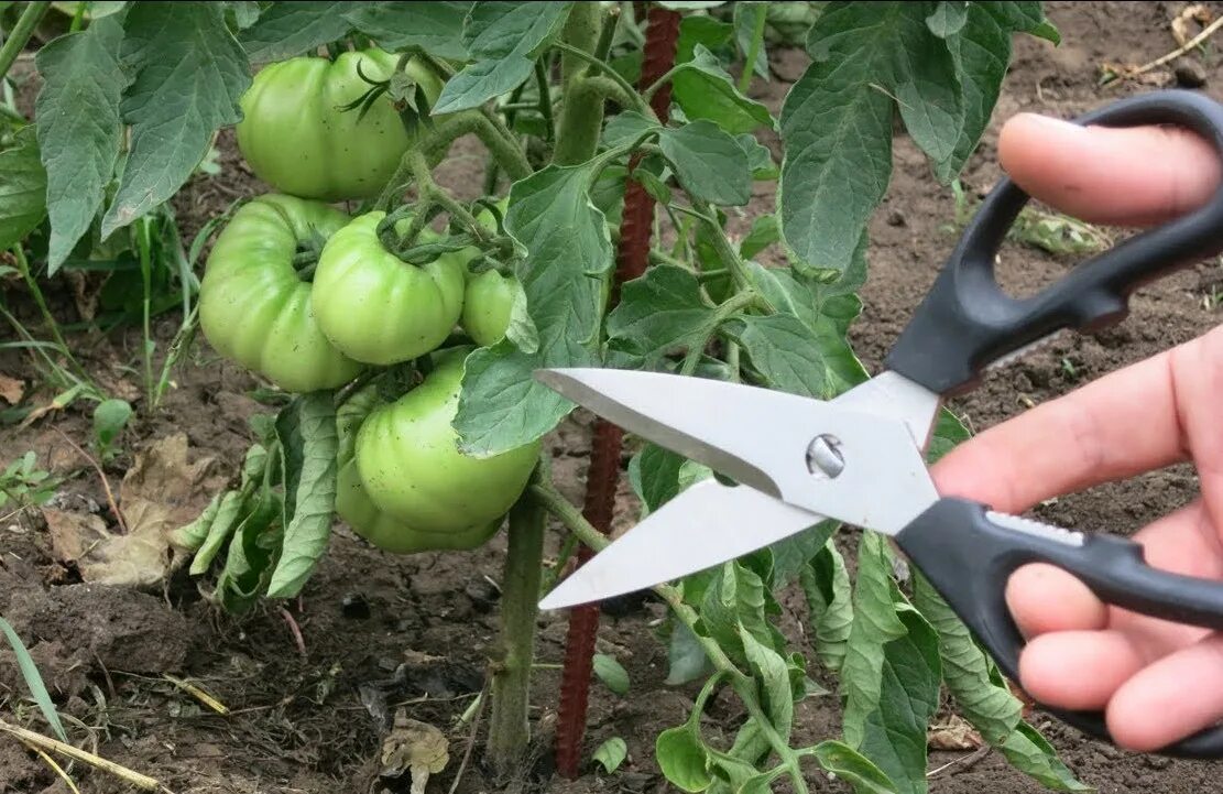 Нужно ли обрывать нижние. Надо ли обрывать листья у помидор. Обрезка листьев у помидор. Обрезать листья у помидор. Обещкв листтев у томатов.