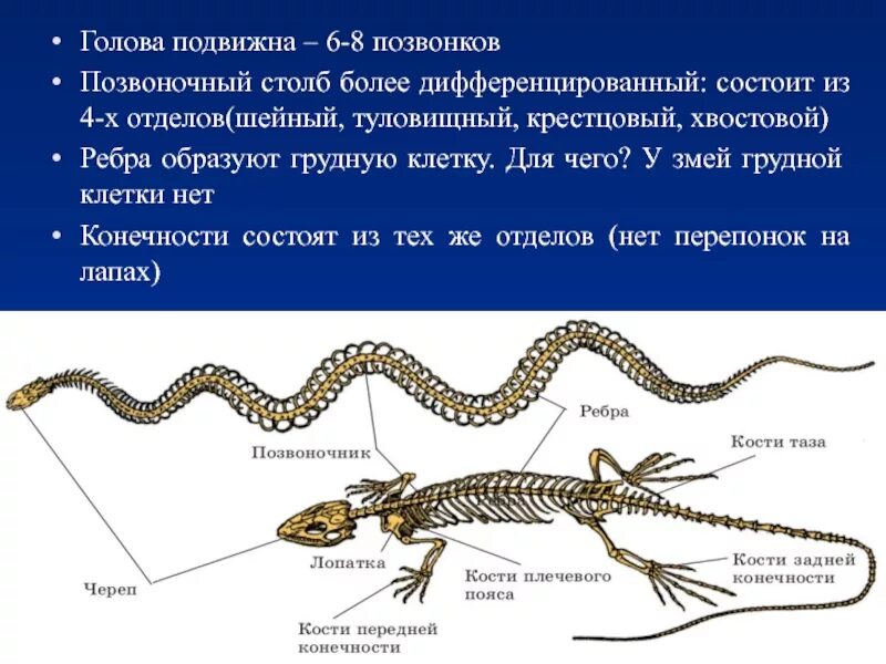 Количество позвоночных