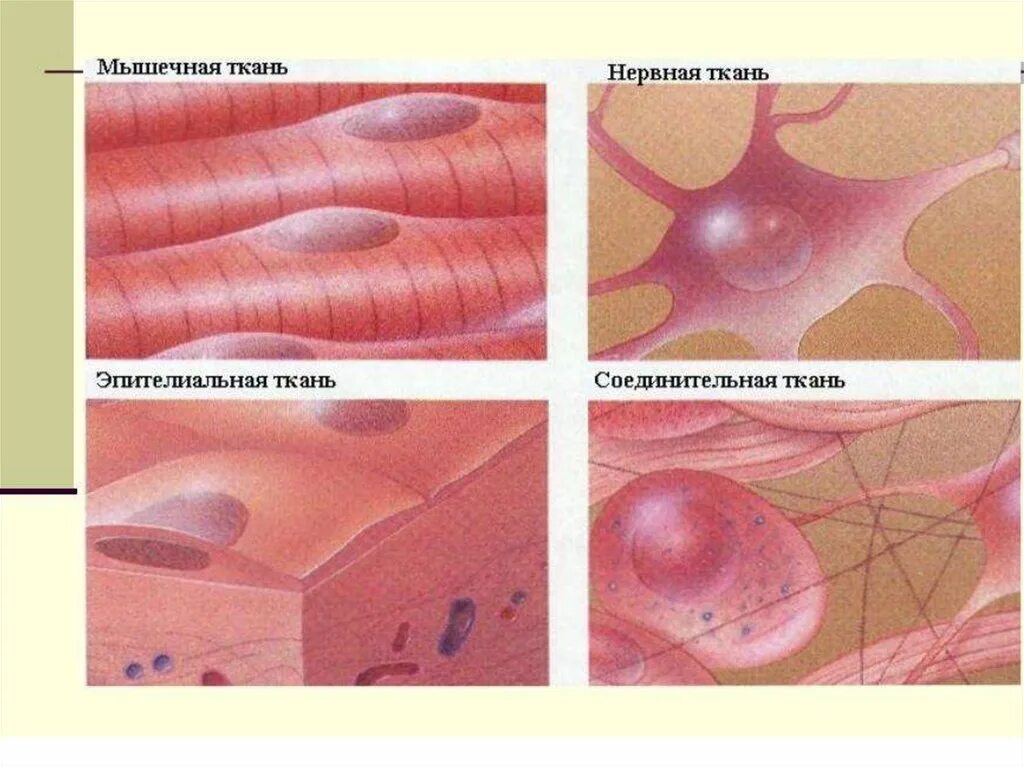 Ткани человека. Виды тканей человека. Типы тканей организма человека. Виды человеческой ткани. Основное группа ткани человека