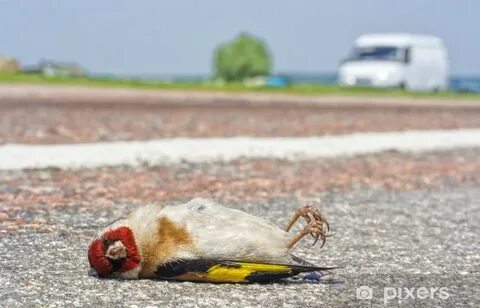 Сбитая птица