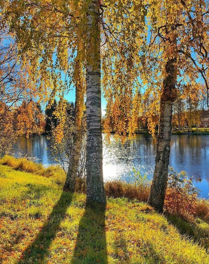 Картинка осень красивая утра. Осенняя береза. Береза осень. Береза осенью. Природа осень.