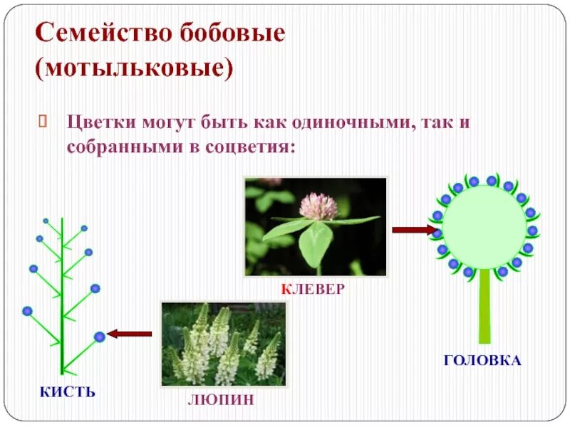 Соцветие и плод бобовых. Соцветие мотыльковых растений. семейство мотыльковые бобовые соцветие. соцветие цветка семейства мотыльковые. бобовые мотыльковые тип соцветия.
