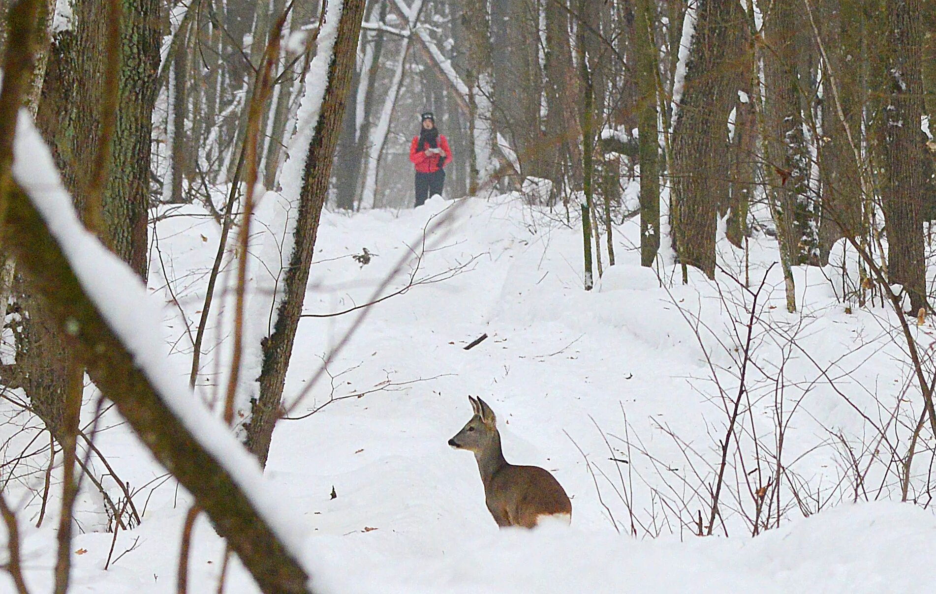 Учет диких животных. Зимний маршрутный учет охотничьих животных. Зимний учёт диких животных. Косуля сибирская. Дикие животные на трассе зимой.