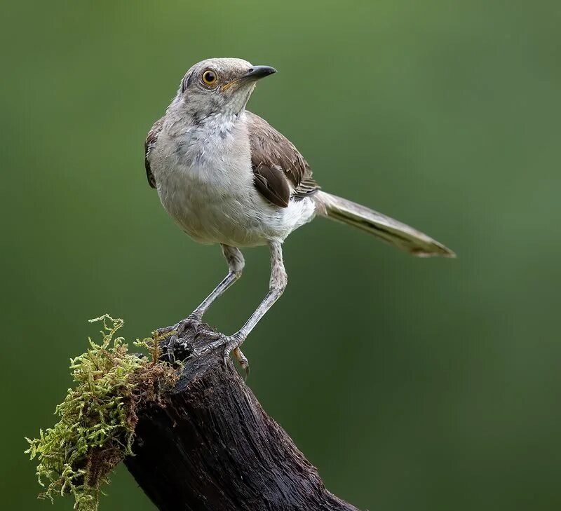 Программа пересмешник. Многоголосый пересмешник. northern mockingbird. пересмешник белохохлатый дрозд. коричневый пересмешник.