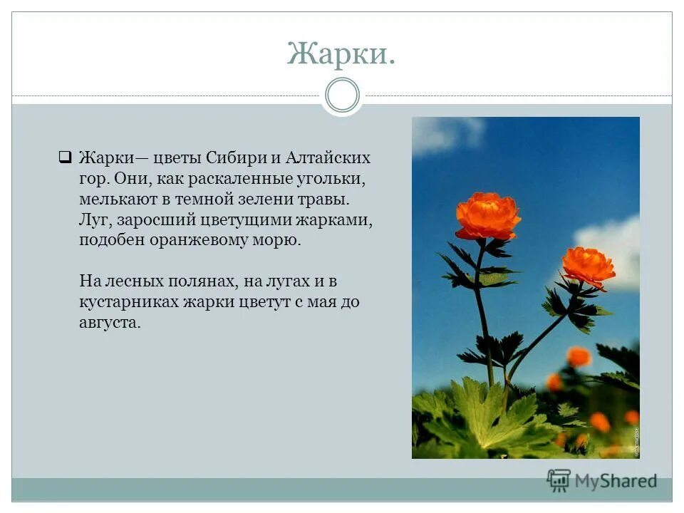 Какие растения растут в красноярском. Первоцветы для дошкольников. Дикорастущие лекарственные растения. Растения красной книги красноярского края. Растительный мир тундры.