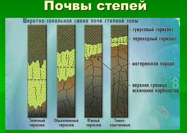 Какие почвы в степях россии. Строение почвы в степи. Почвы Степной зоны. Почвы степи в России. Тип почвы в степи.