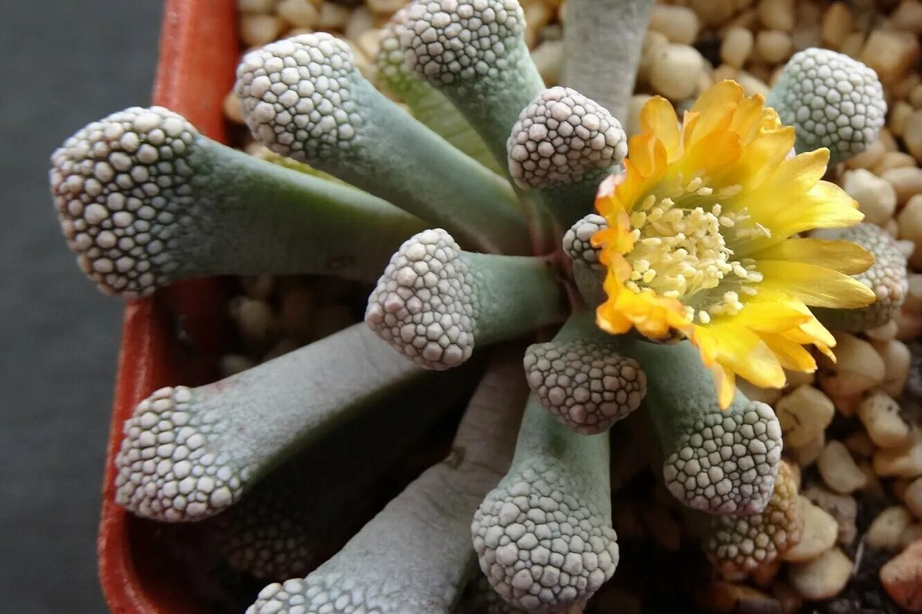 Суккулент титанопсис. Суккулент титанопсис. Титанопсис калькарея. Титанопсис калькарея titanopsis calcarea. Титанопсис известковый.