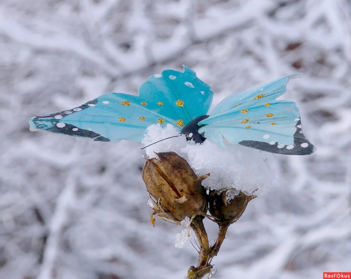 Арктические бабочки. Зимняя бабочка. Бабочка на снегу. Снежные бабочки. Увидеть бабочку весной