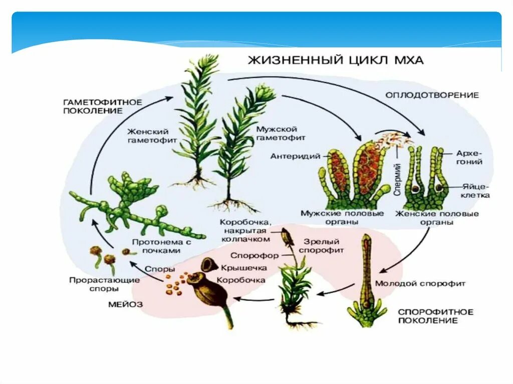 Органы гаметофита. Цикл развития мхов схема. Мох цикл развития гаметофит спорофит. Жизненный цикл мха Кукушкин. Цикл размножения кукушкиного льна.