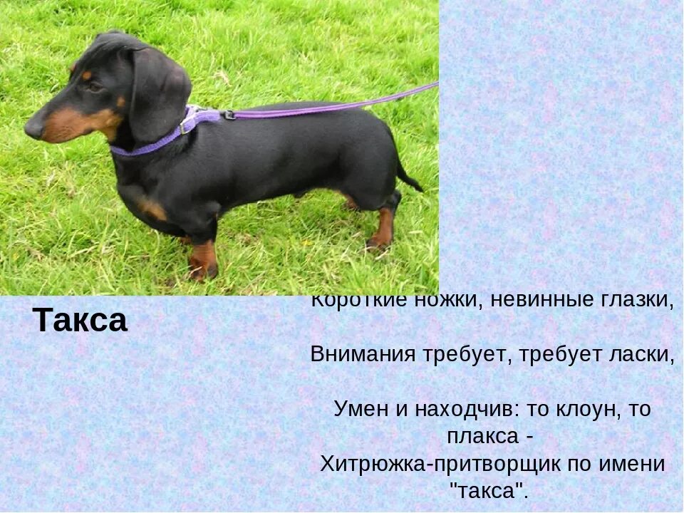 Как назвать таксу девочку. Стих про таксу. рассказ про таксу. загадка про таксу. загадка про собаку таксу.