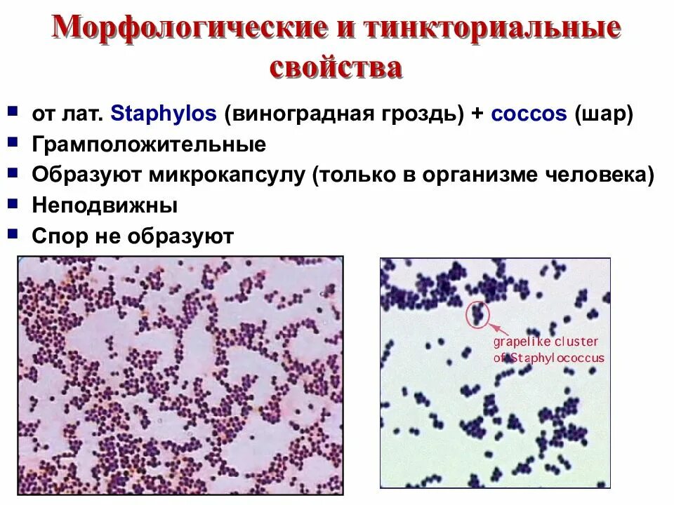 Стафилококки описание