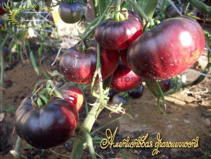 Томаты аметистовая драгоценность отзывы фото. Томат аметистовая драгоценность. amethyst jewel (аметистовая драгоценность). сорт помидор аметистовая драгоценность. томат amethyst jewel.