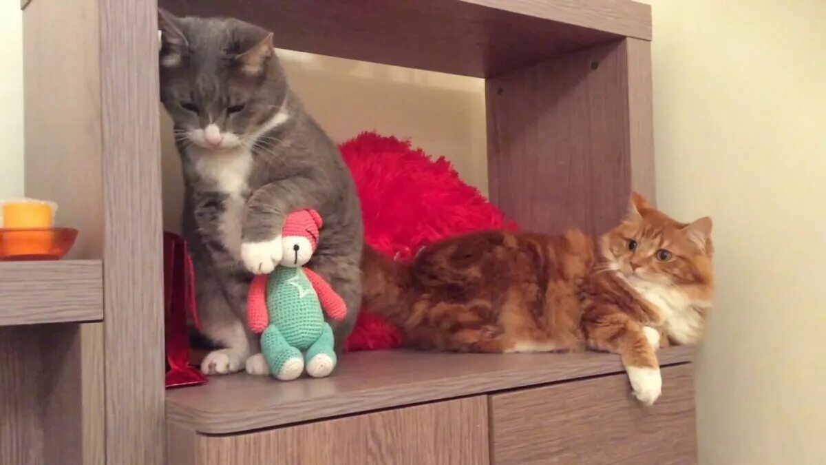 Почему кошка отворачивается. Кошка отвернулась от кота. коты поссорились. кошка обида. кошечка обиделась на кота.