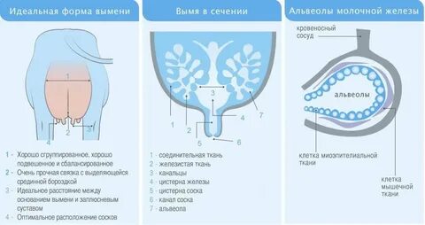 Молочные органы