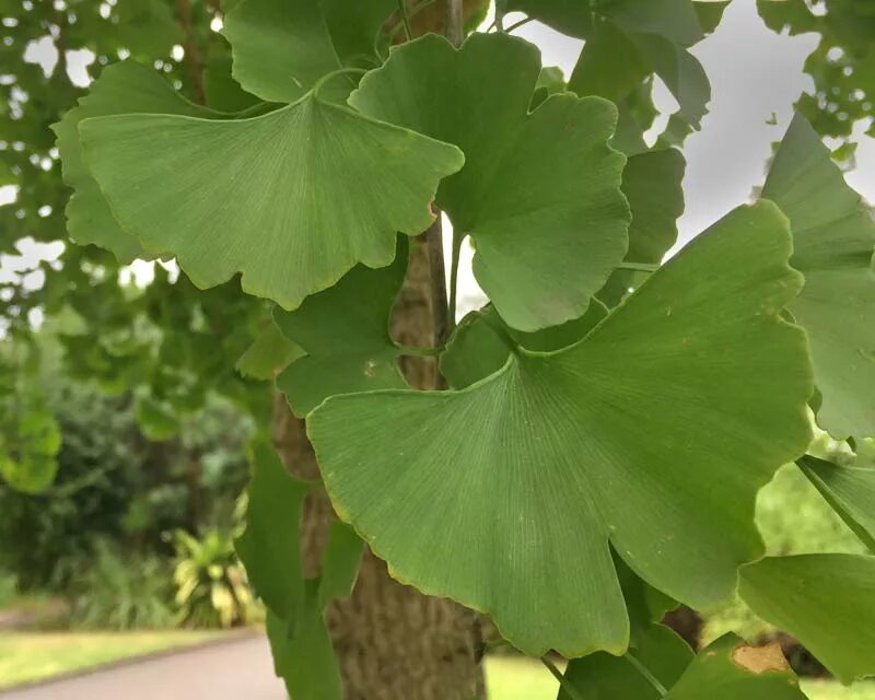 Голосеменные гинкго. Гинкго билоба дерево. гинкго билоба &quot;ginkgo biloba&quot;. гинкго двулопастный дерево. гинкго реликтовое растение.