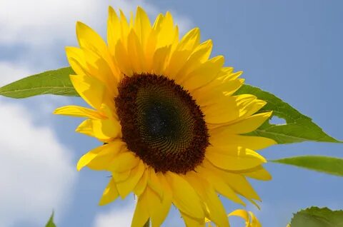 Sunflower отзывы