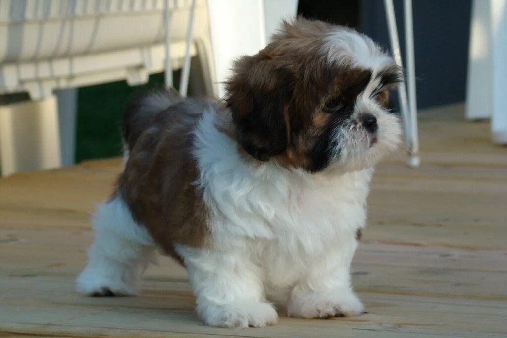 Ши-тцу. Шицу собака. Ши тцу стрижки. Ши-тцу. Шоколадный ши тцу.