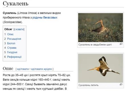 Птица сук