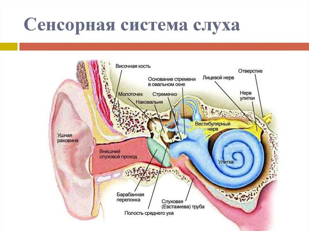 Орган слуха слуховая труба. Строение слухового анализатора анатомия. Схема слухового анализатора анатомия. Отделы слухового анализатора физиология. Анализаторы строение уха.