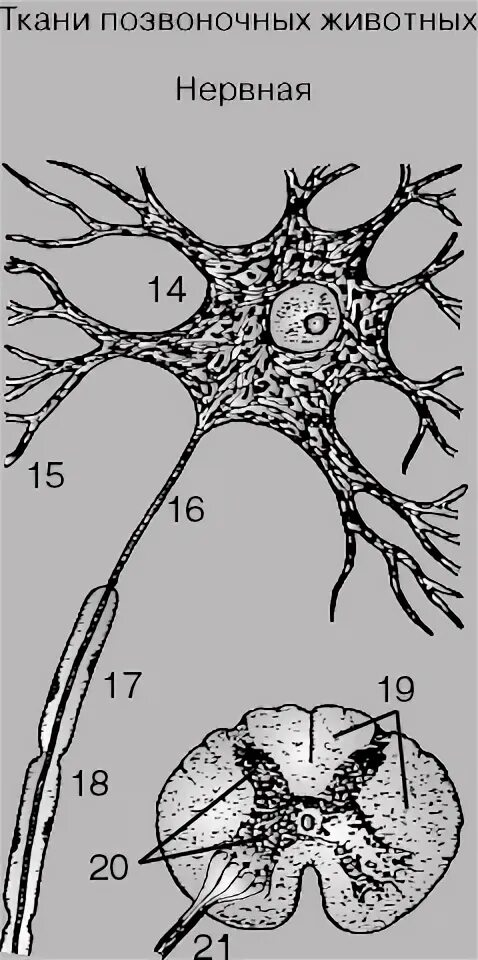 Нервная ткань рисунок. Нервная ткань животных. Нервные клетки под микроскопом рисунок. Нервная ткань под микроскопом рисунок с подписями.