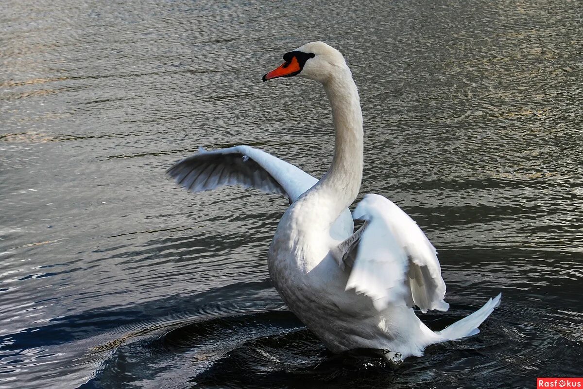 поверх текучих вод