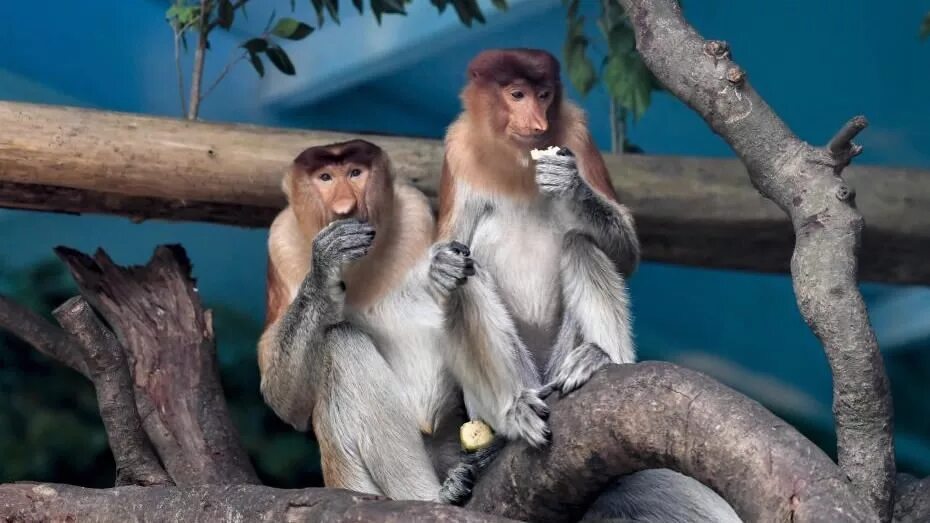After monkeys