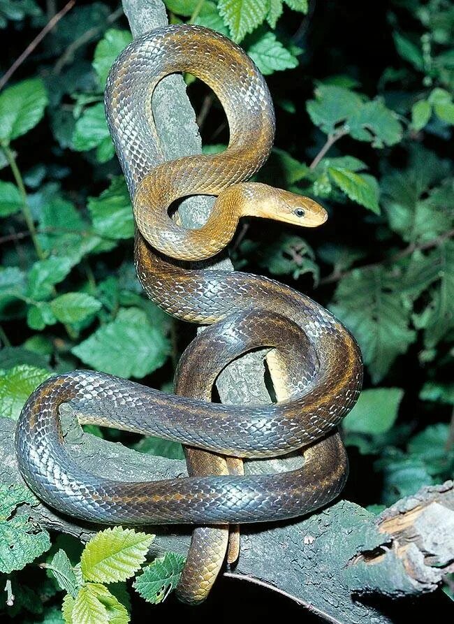 Эскулапов полоз. Полоз эскулапов (zamenis longissimus). Эскулапова змея. Эскулапов полоз змея.