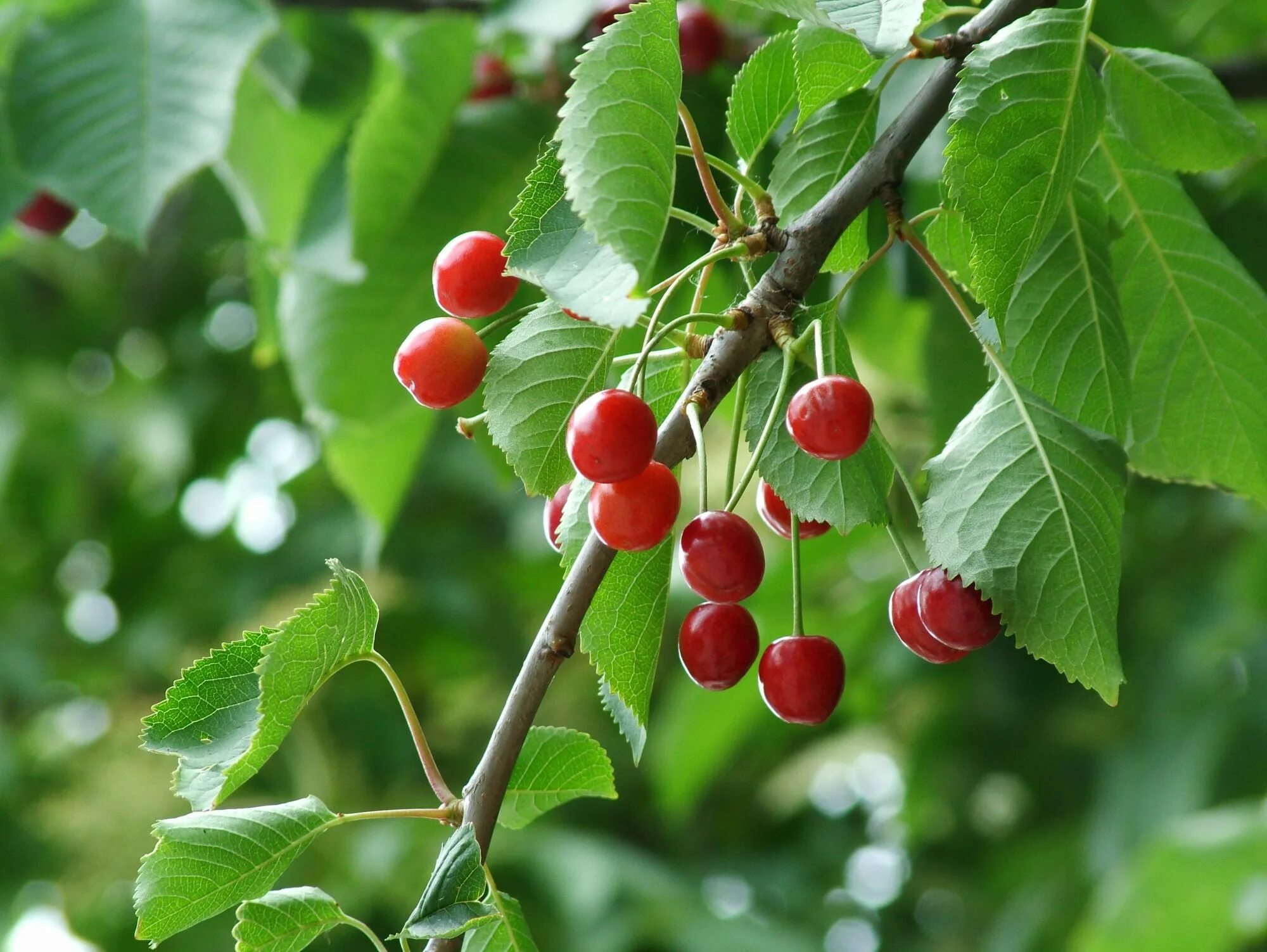 Вишня или черешня. Вишня дичка. вишня птичья prunus avium. вишня птичья – cerasus avium.