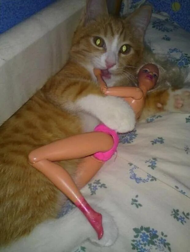 Кот и девушка за столом. Тити шутка. Потерпи кот. Семейное положение сеть кот. Завести кота.