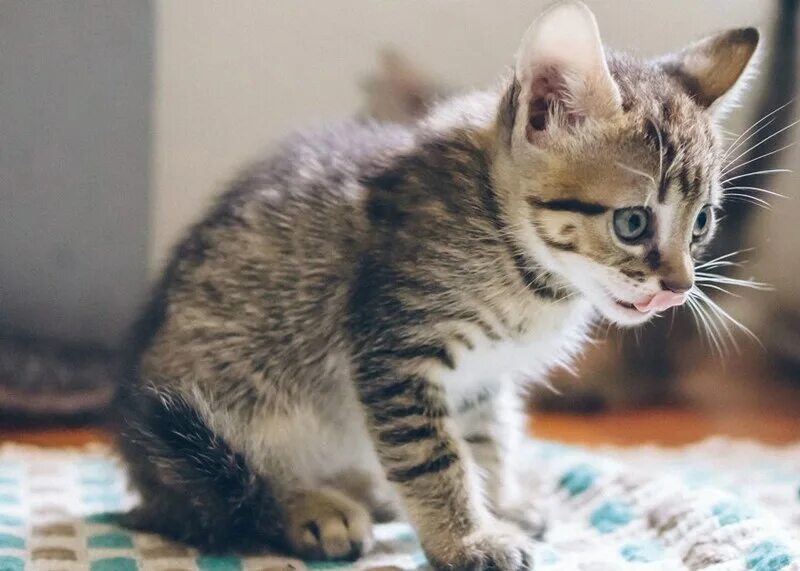 Почему котенок трясется. Котенок дрожит. икота у котика. кошку трясет мелкой дрожью. kitten.