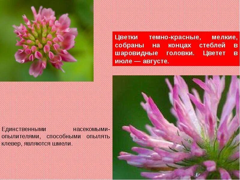 Загадка про клевер. Загадка про гвоздики. Загадка о луговых травах. Клевер красный луговой описание для детей 1 класса. Загадка про клевер луговой.