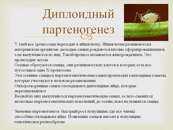 Образование спор партеногенез. Диплоидный партеногенез. Партеногенез гаплоидный и диплоидный. Диплоидный партеногенез встречается у. Партеногенез хромосомный набор.