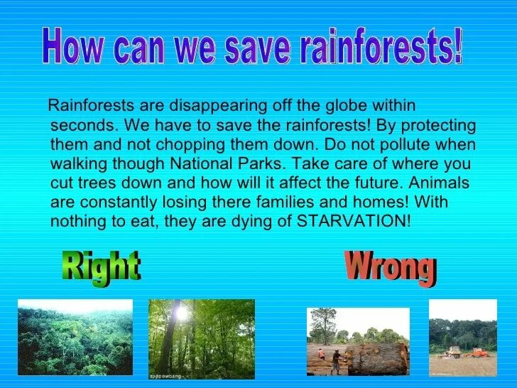 You have to save them. Save our Rainforests. Save the Forest. Портфолио save Rainforests. How to save Forest.