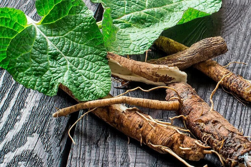 Root
