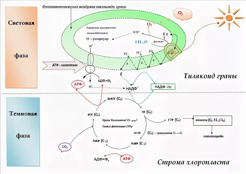 Образование атф в темновой фазе. Схема Темновой фазы фотосинтеза. Фотосинтез световая фаза тилакоиды. Световая фаза фотосинтеза схема ЕГЭ. Цикл Кальвина в фотосинтезе световая или темновая.