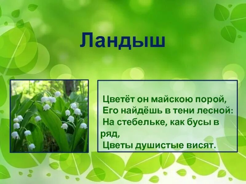 Загадки по биологии. Загадки про биологию. Загадки на тему биология. Загадки по биологии 5 класс. 5 загадок по биологии