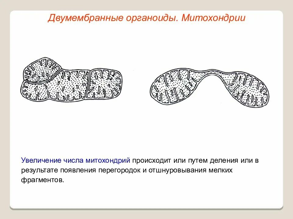 Лизосомы двумембранные. Двумембранные органоиды пластиды. Строение и функции двумембранный органоид. Теория двумембранные органоиды. Митохондрии двумембранные органоиды.