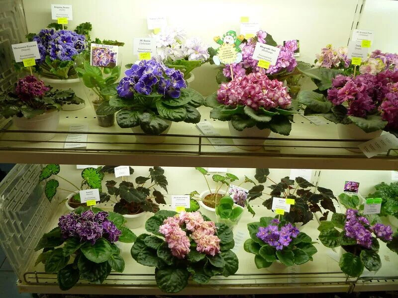 Оранжерея с фиалками. Фиалки комнатные азалия. Фиалка микс блу вайт. Махровые фиалки в красивом кашпо. Фиалка выставочная розетка.