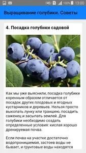 Голубике нужна пара