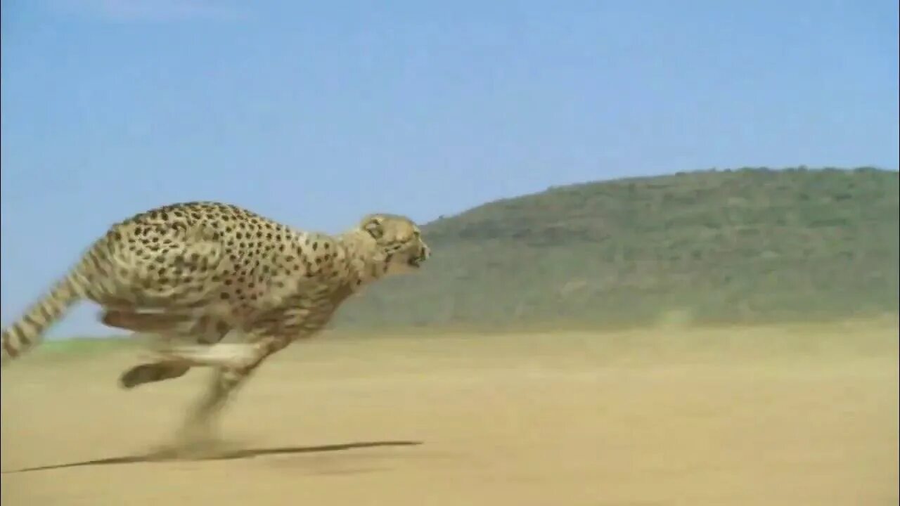 Сколько скорость гепарда. Страус и гепард. Гепард бежит со скоростью 120 км в час. Гепард бежит со скоростью. Страус скорость бега км/ч.