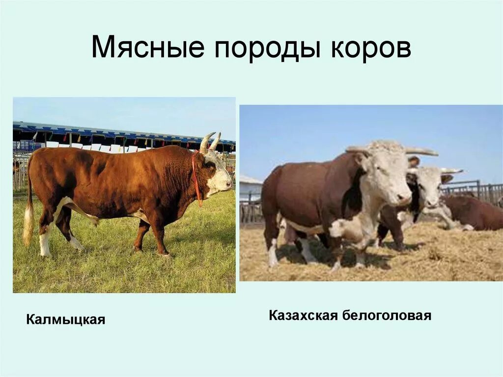 Породы КРС мясного направления. Молочные породы КРС. Породы коров молочного направления. Породы крупного рогатого скота мясного направления. Какие молочные породы